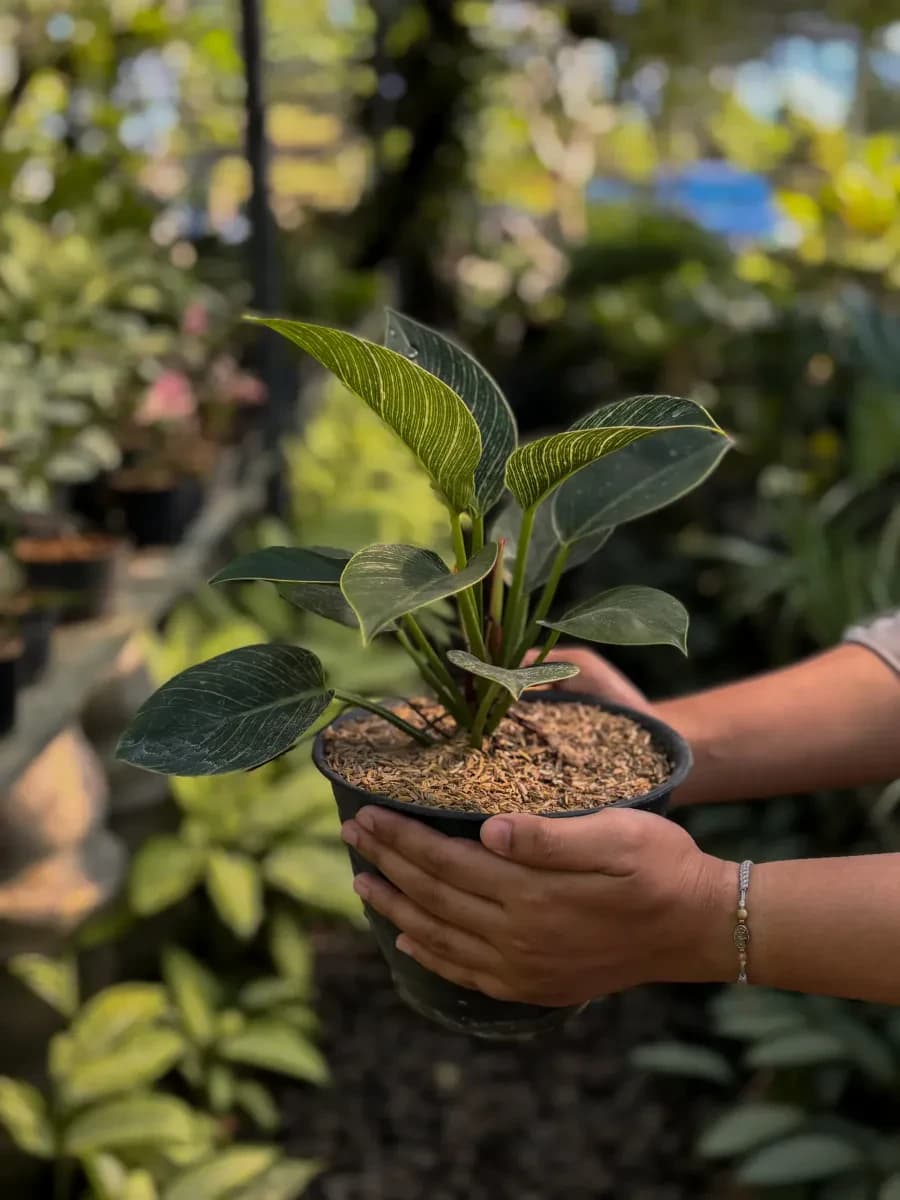 Indoor Plants