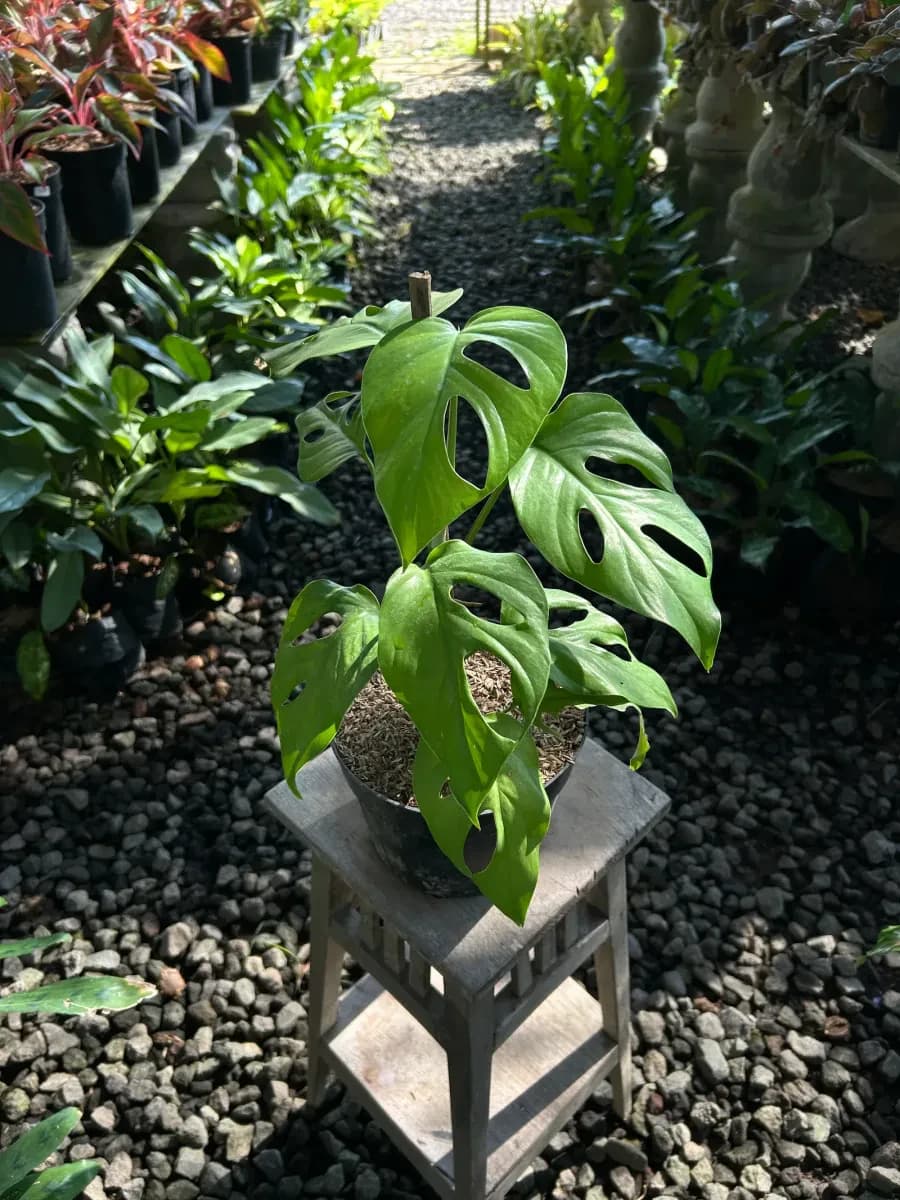 Hanging Plants