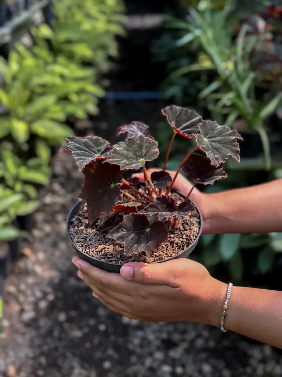 Begonia Bronze