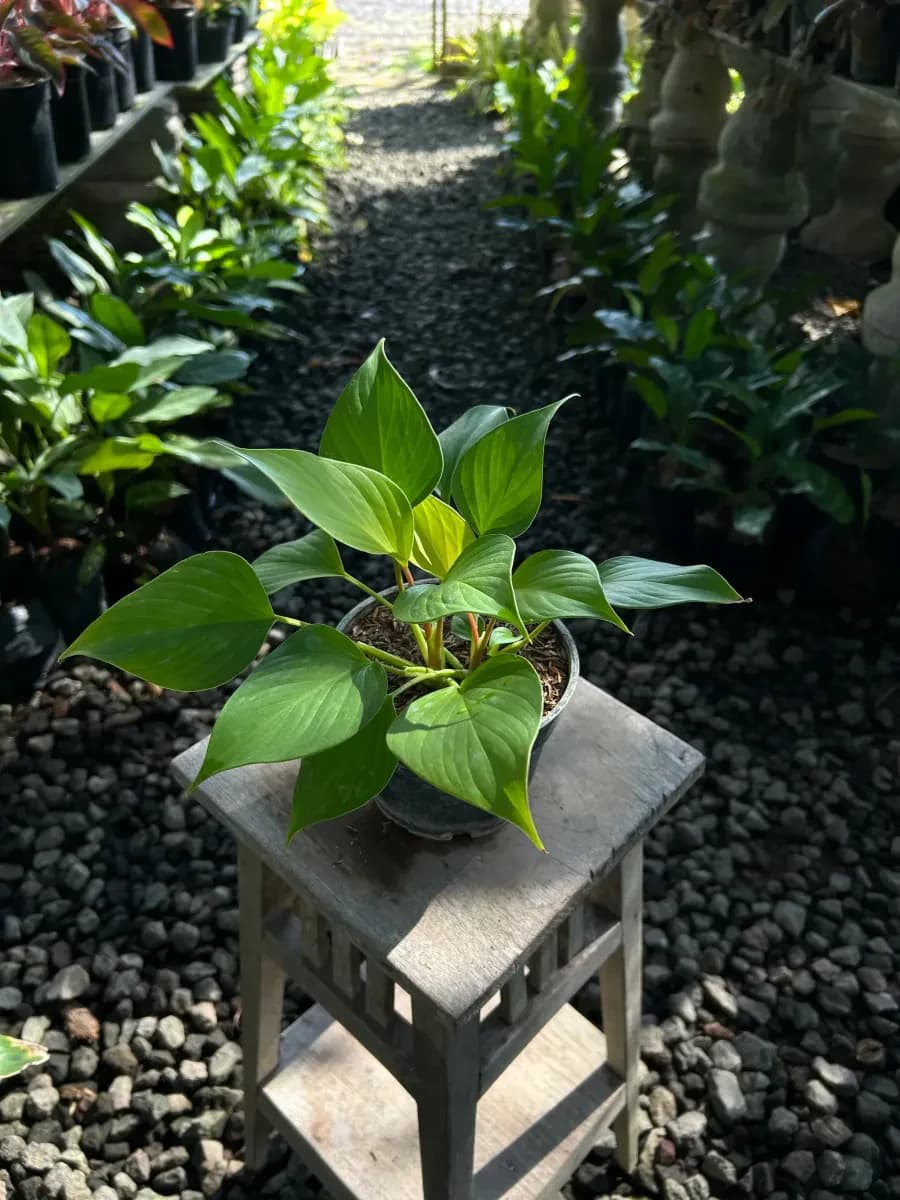Philodendron Hati