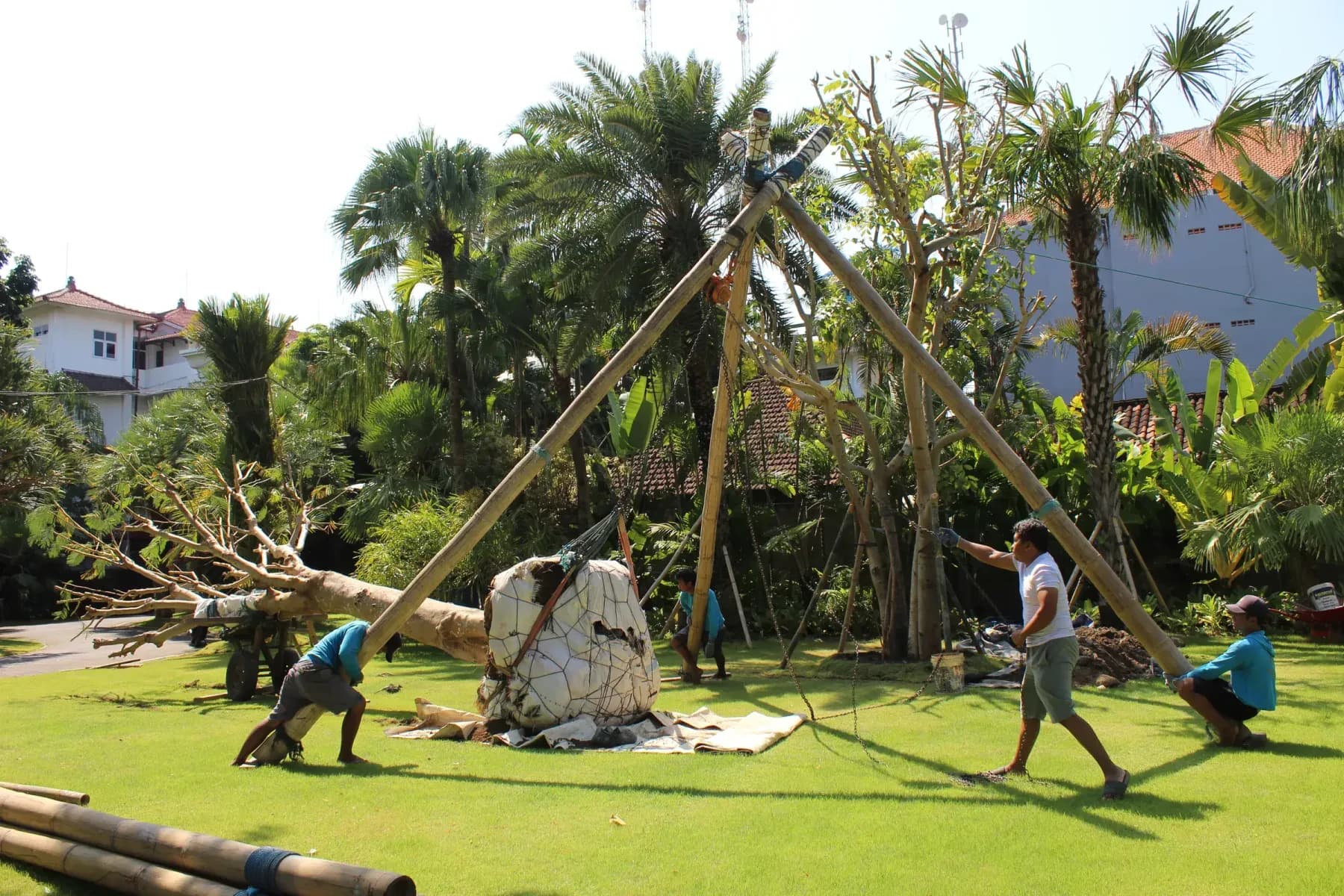 Moving a mature tree: what actually happens